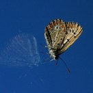 Borboleta reflexão (reflection Butterfly)